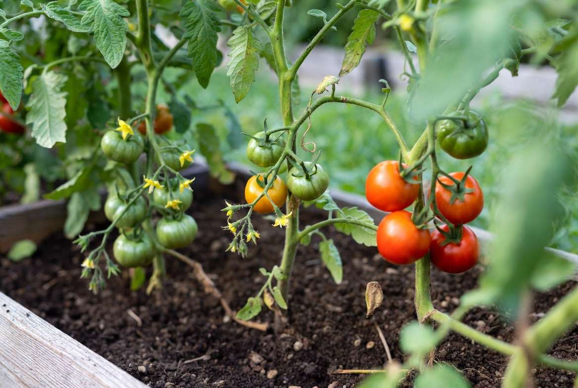 Different tomato plant varieties growing successfully in garden
