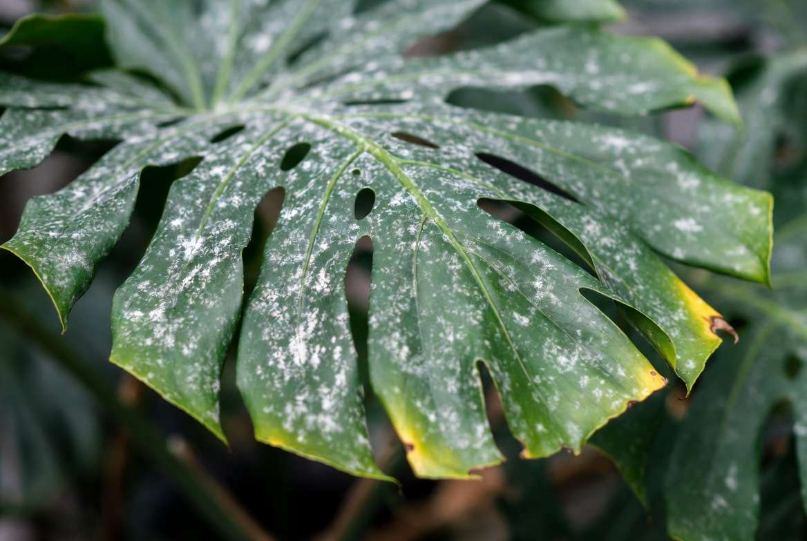 Close-up of green plant leaf with white powdery mildew specks showing early fungal infection symptoms