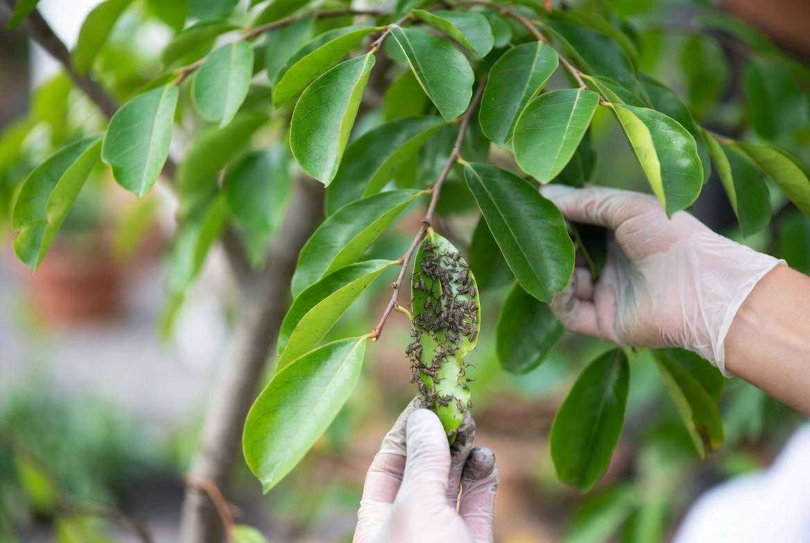 Identifying and treating common pests on Milo tree leaves
