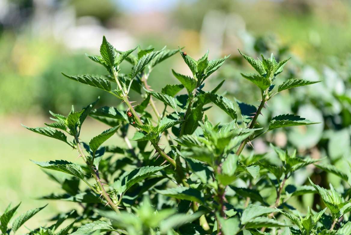 Healthy Szechuan peppercorn plant with natural pest control using ladybugs