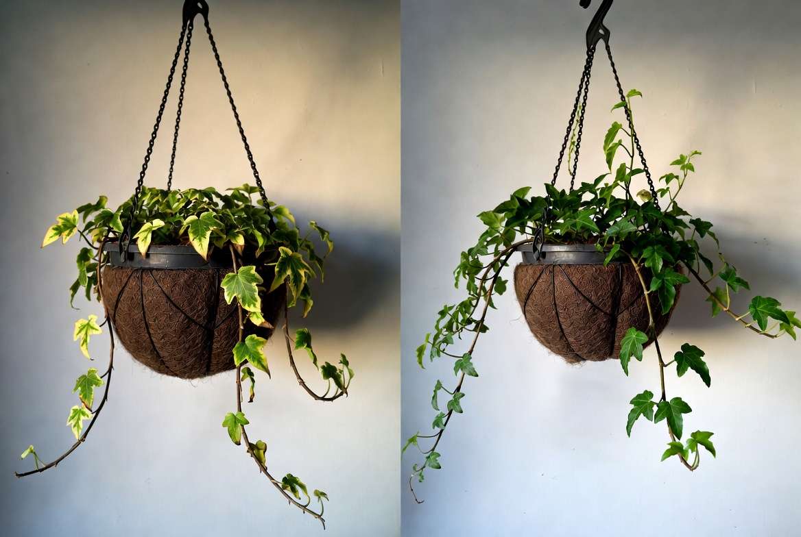 Common problems with hanging ivy plants - yellow leaves vs healthy green foliage
