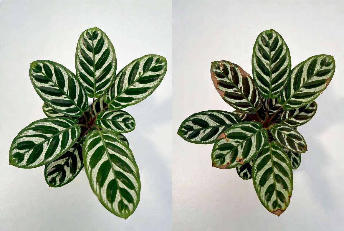 Common Zebra Plant problems vs healthy plant brown tips leaf drop in California climate