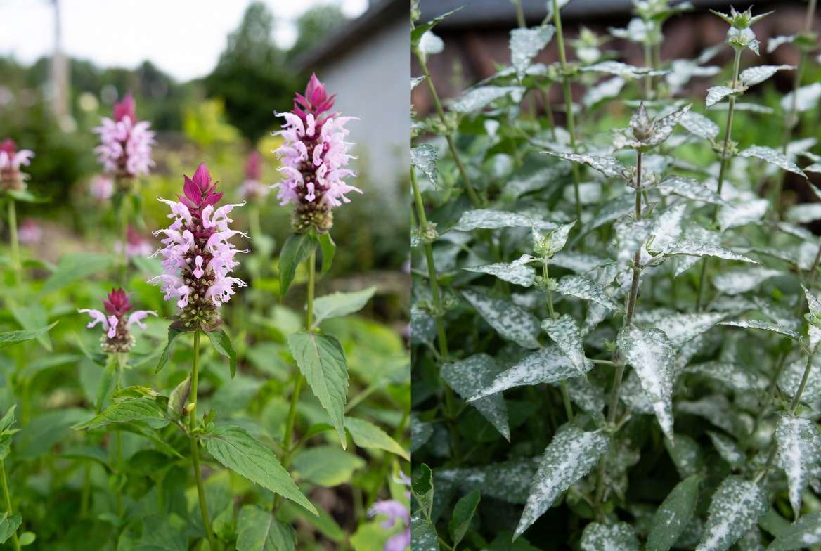 Powdery mildew on bee balm compared to healthy Monarda Jacob Cline plant