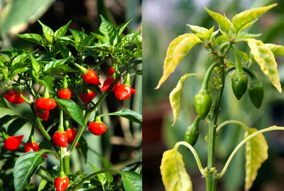 Healthy vs unhealthy Thai chili pepper plant showing common pest and nutrient problems