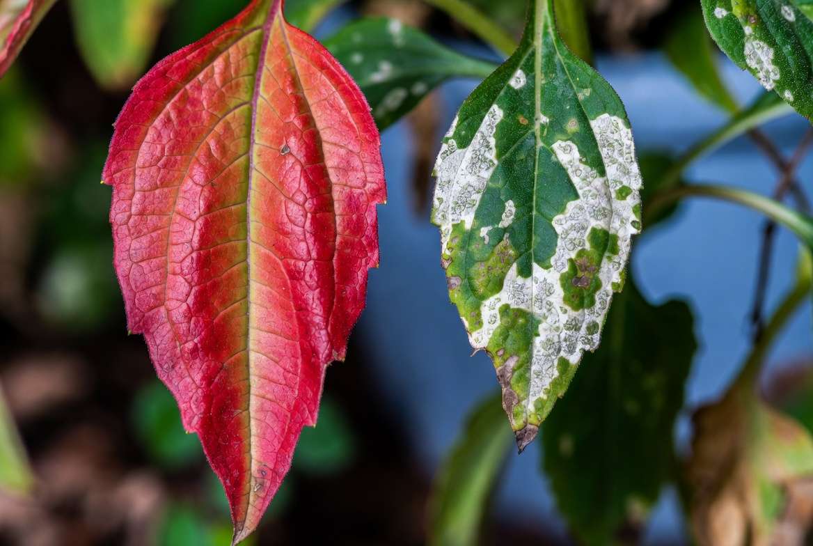 Powdery mildew on red echinacea plant leaves - common problem and prevention