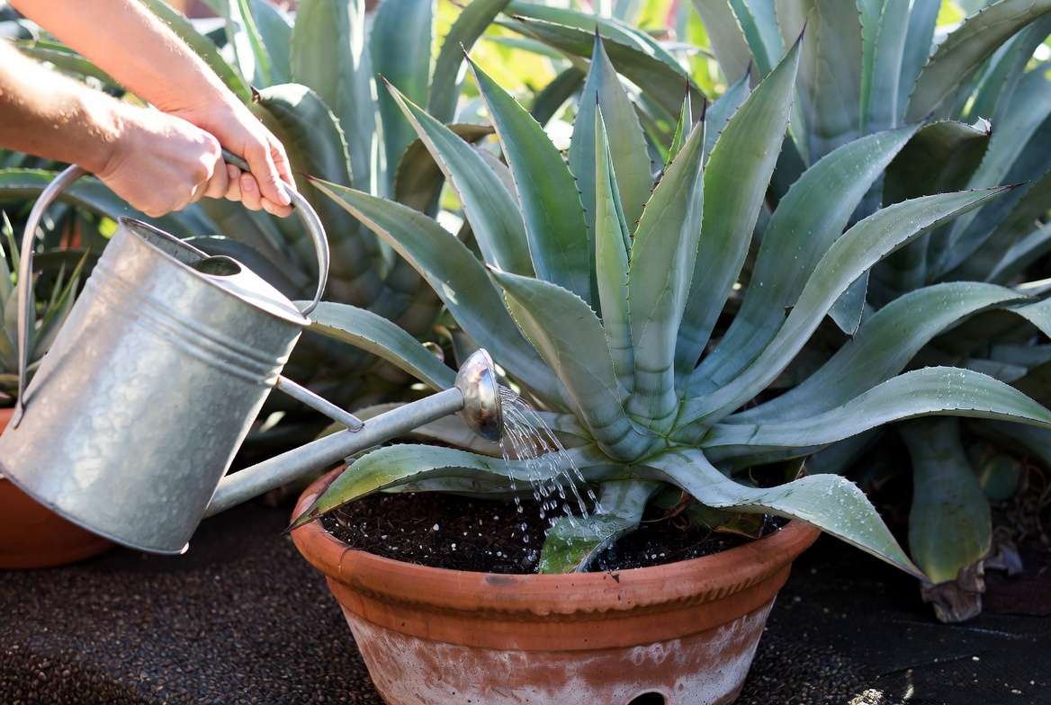 Proper watering technique for agave succulent plants