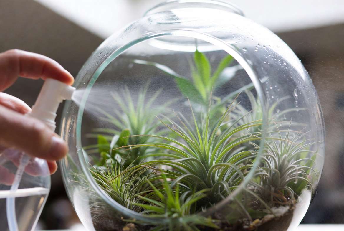 Proper misting and watering care for air plants in a terrarium