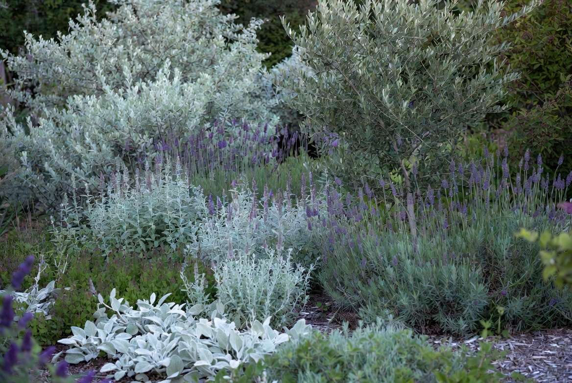 Stunning mature garden featuring silver gray foliage plants for year-round beauty