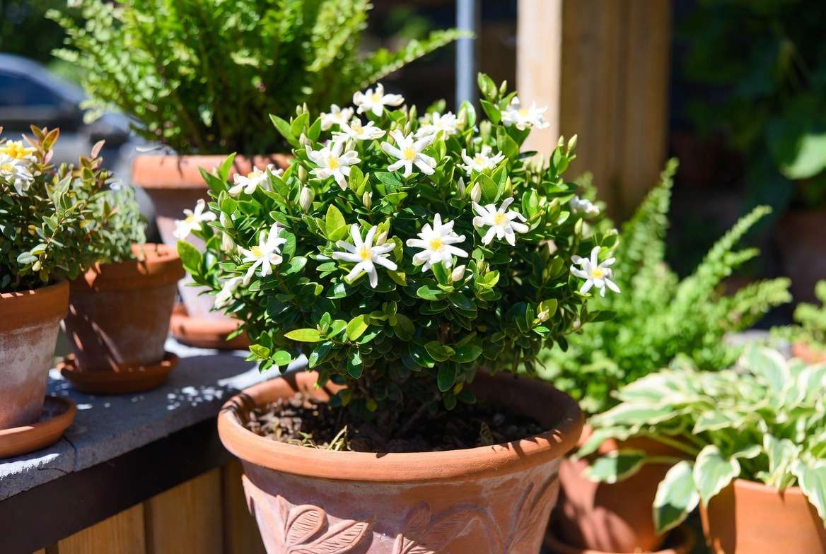 Radicans Gardenia plant successfully growing in a container on patio