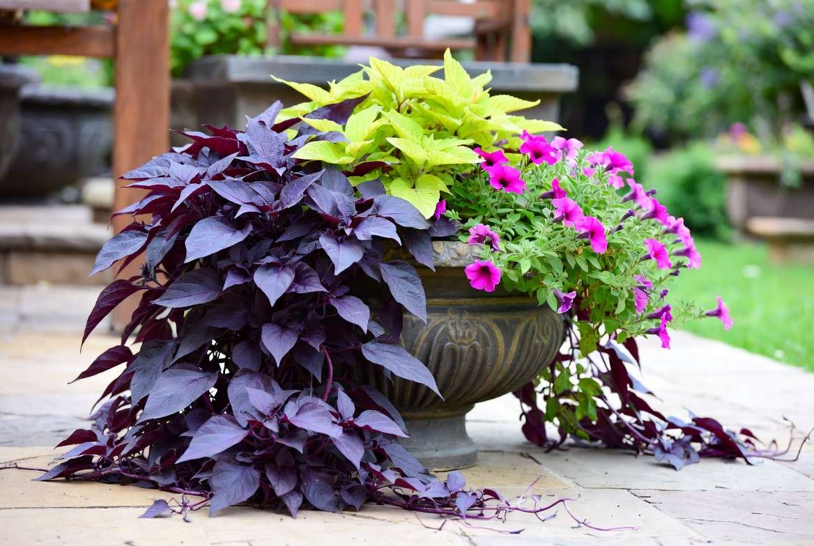 Purple sweet potato vine plant in beautiful container garden with companion plants
