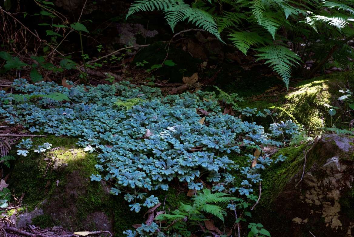 Rainbow moss plant as outdoor groundcover in shaded garden