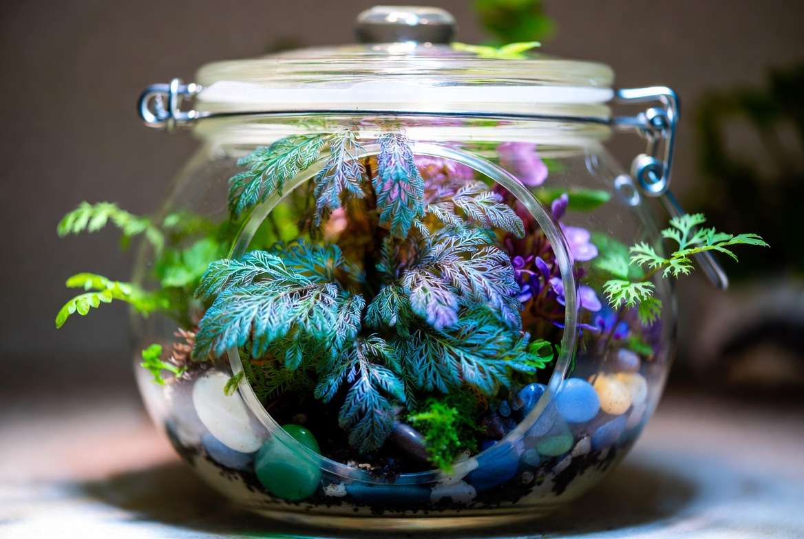 Rainbow moss plant in beautiful terrarium display with companion plants