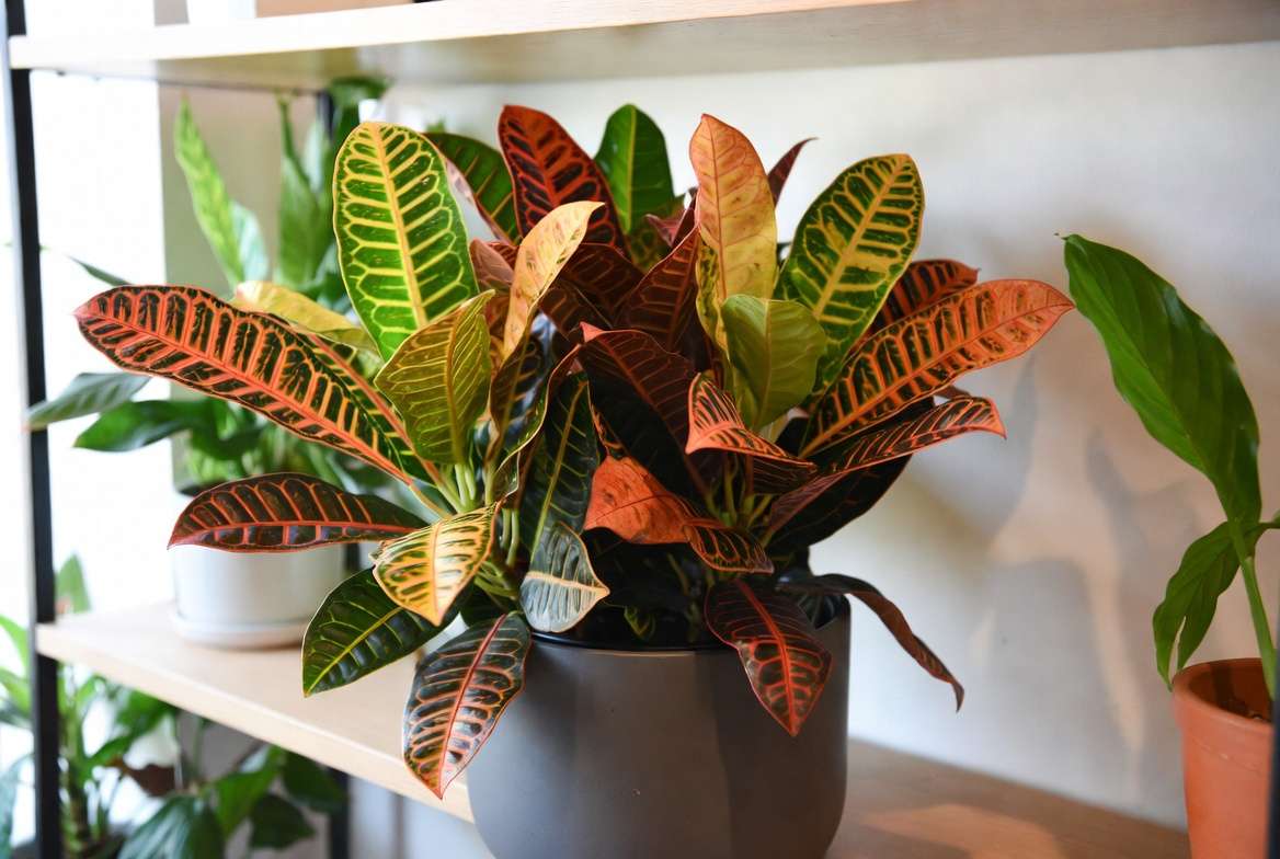 Pruning and styling red and green plants for beautiful indoor display