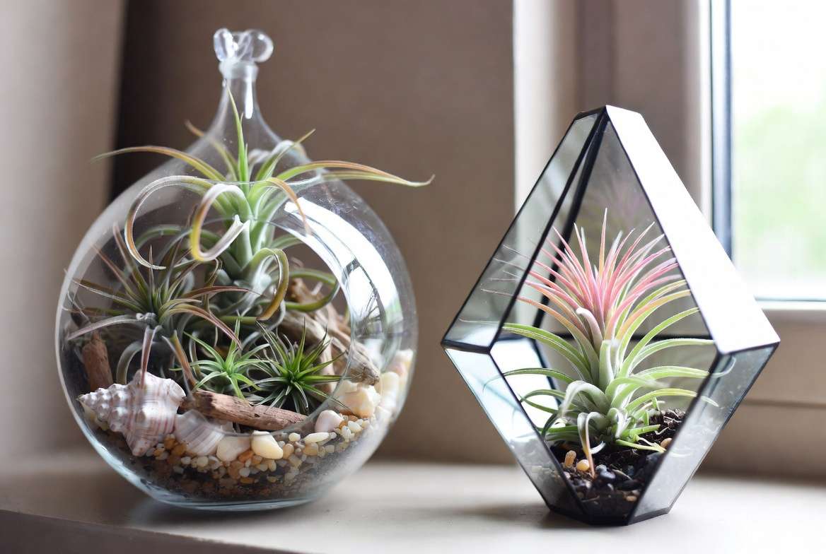 Creative air plant terrarium design ideas and themed variations