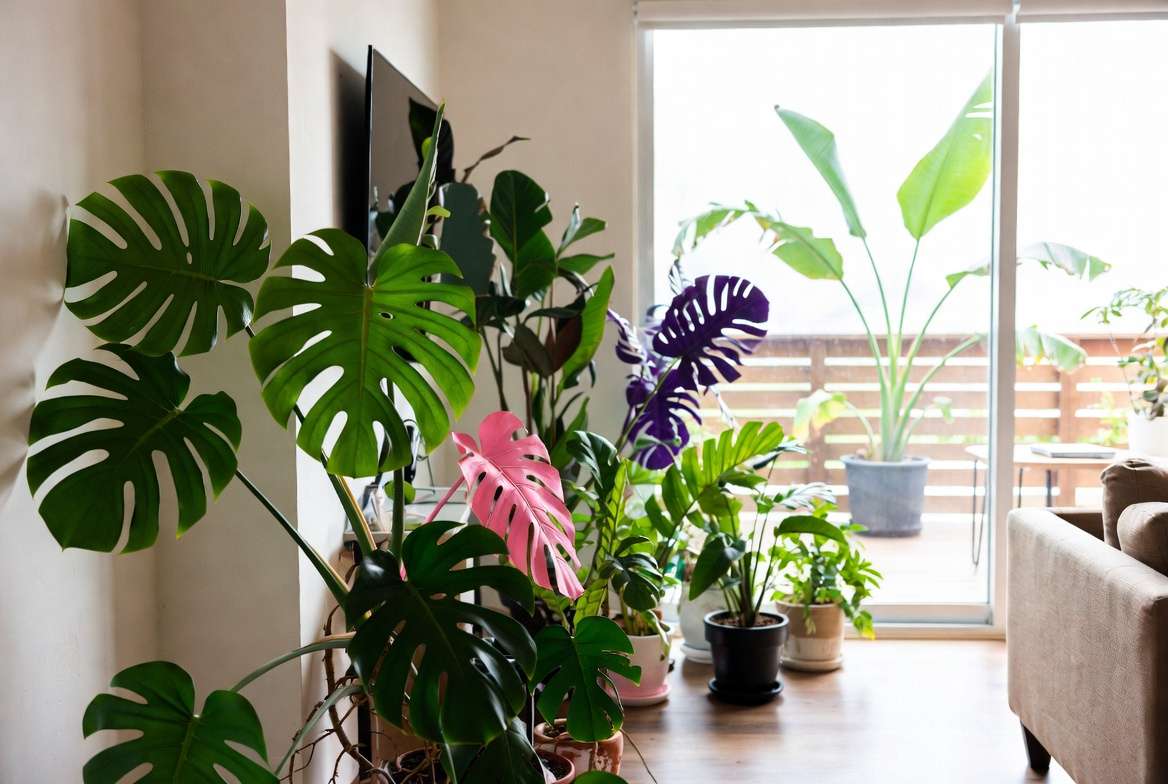 Creative styling ideas for large leaf plants in home and garde