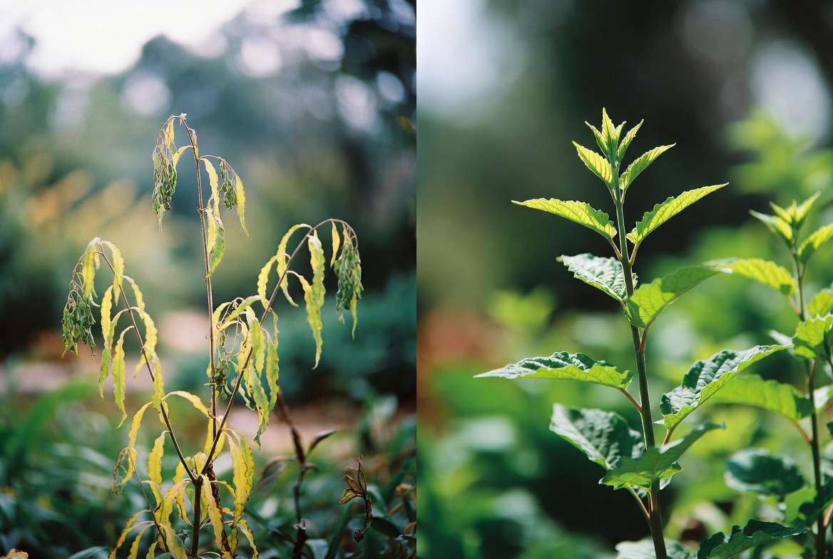 Common plant problems and recovery for growing fast healthy plants
