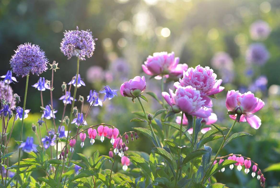 Pink peonies with bleeding heart, alliums and columbine as early season companions