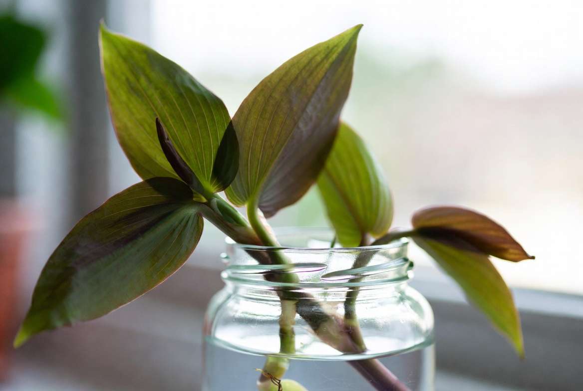 Easy water propagation of Wandering Jew plant cuttings