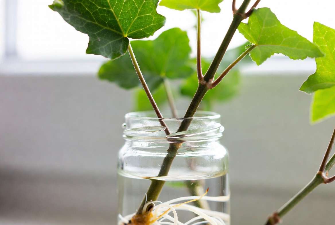 Propagating hanging ivy plants from stem cuttings in water