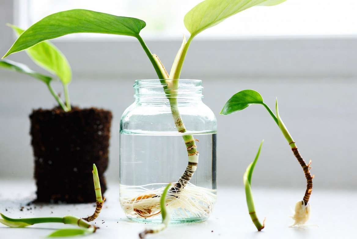 Philodendron Moonlight propagation using water and soil methods