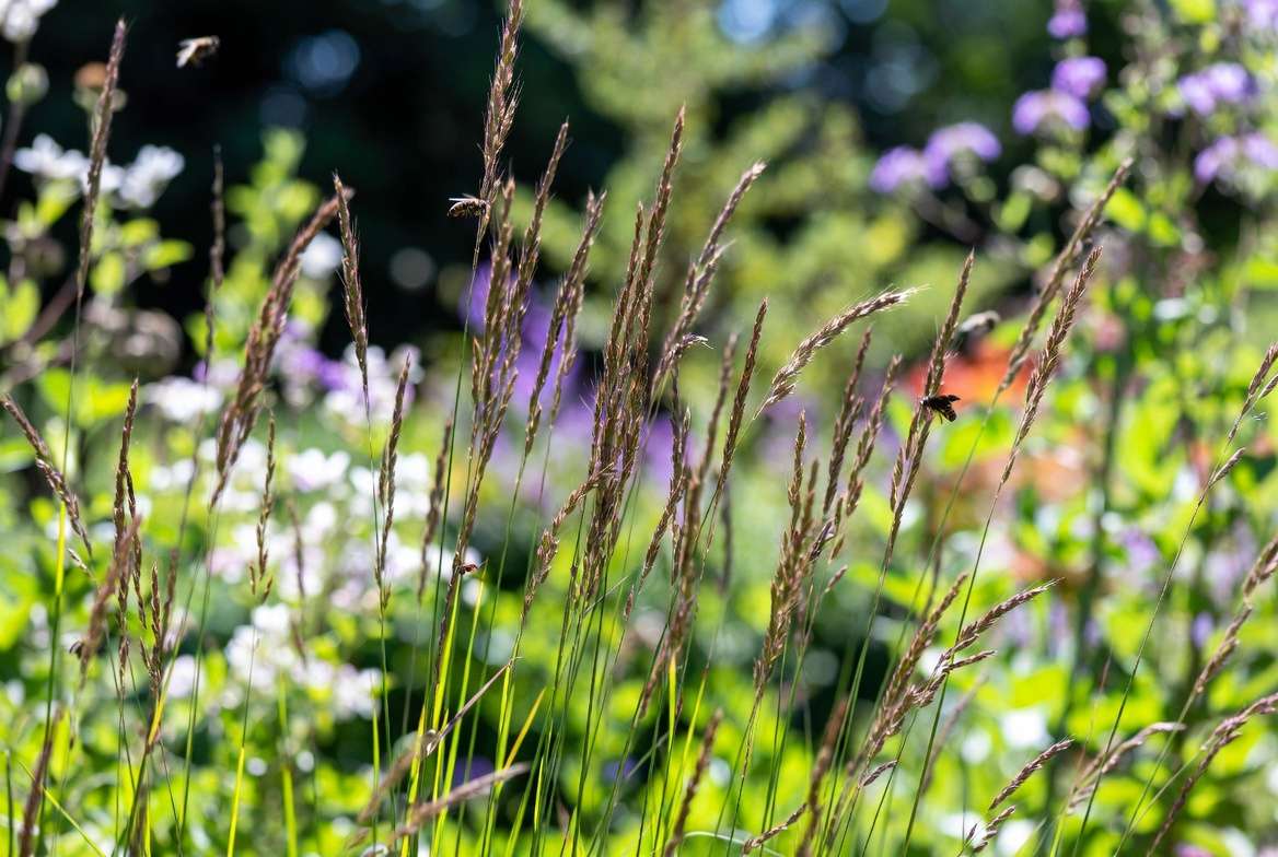 Eco-friendly small ornamental grass plants supporting biodiversity and pollinators