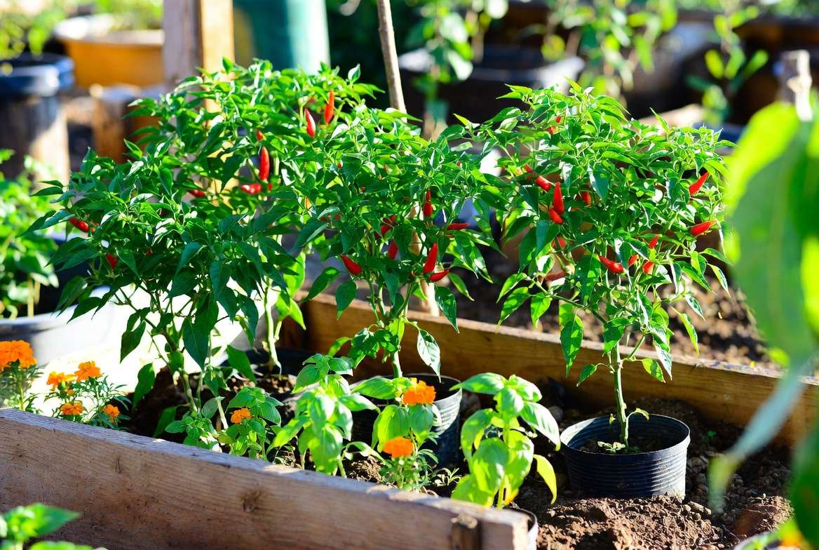 Sustainable Thai chili pepper plant garden with companion planting and natural pest control