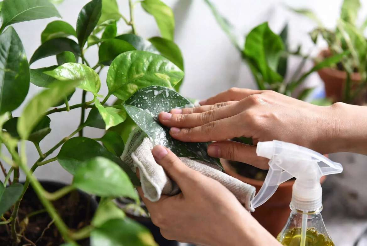 Hands cleaning white specks from plant leaves during treatment process