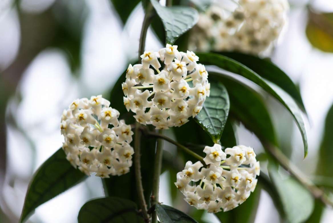 Hoya lacunosa plant with abundant fragrant star-shaped blooms