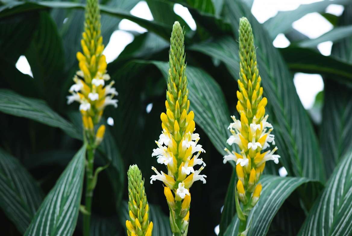 Blooming Zebra Plant Aphelandra squarrosa with yellow bracts in full flower