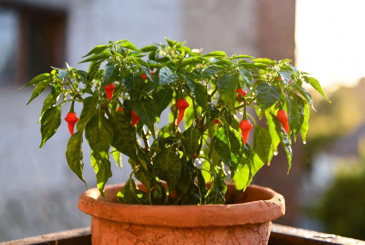 Bird's eye chili pepper plant thriving in full sun on balcony