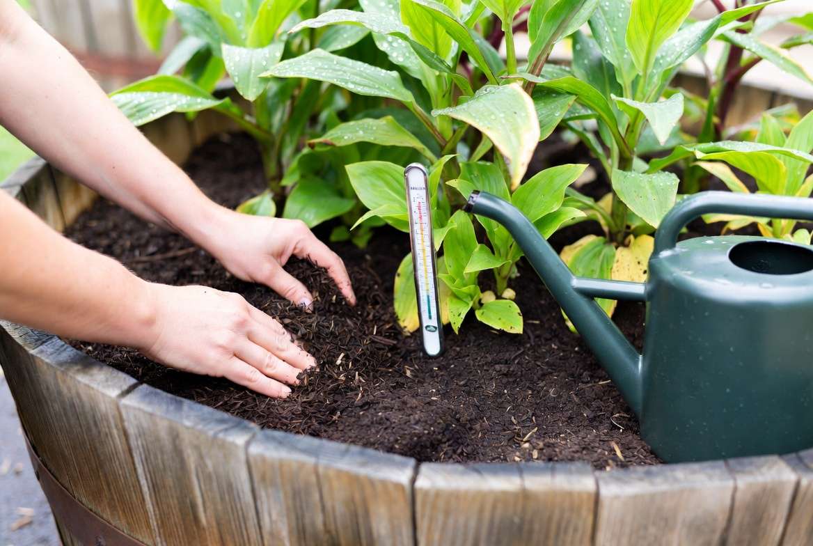 Barrel wood planter care tips - watering, mulching and maintaining healthy plants