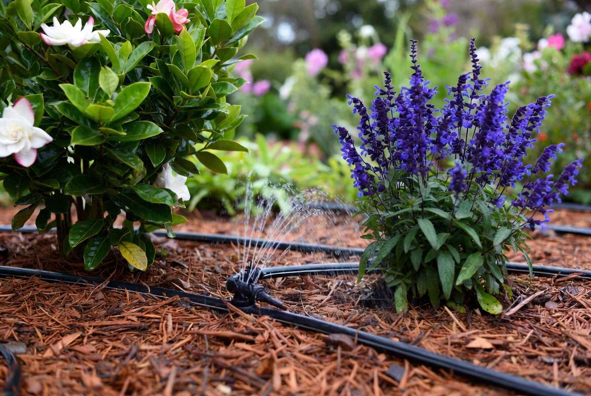 Mulching and watering best practices for Zone 8 garden plants