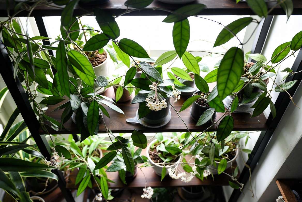 Thriving Hoya lacunosa plant collection with beautiful blooms