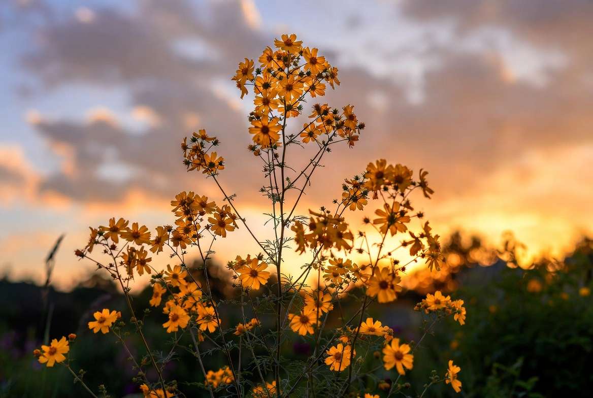 Tall coreopsis plant in full vibrant summer bloom