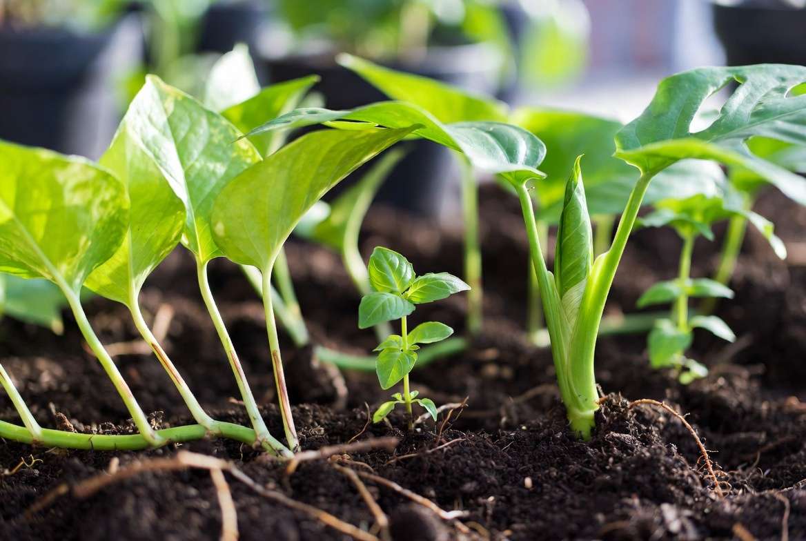 Fast growing plants examples including pothos, basil and monstera with healthy new growth