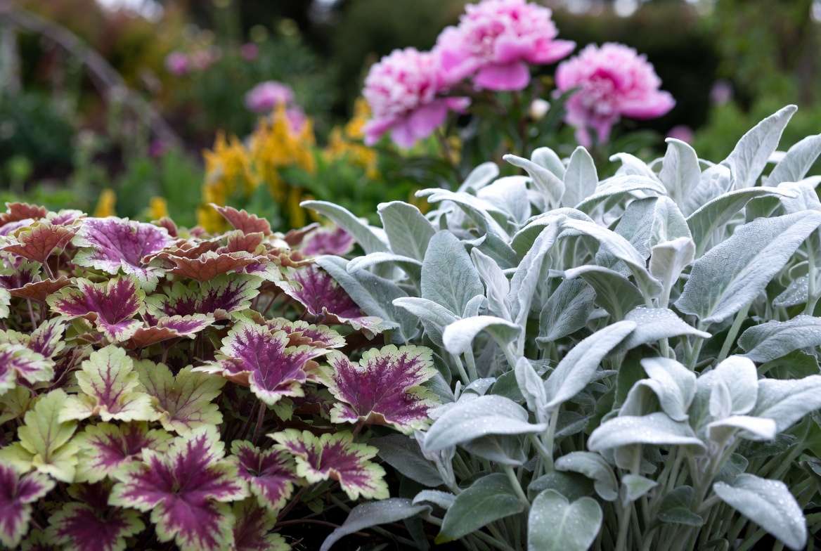 Heuchera, lamb's ear and brunnera as foliage companions for peonies