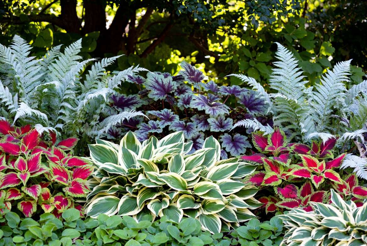 Stunning foliage plants for partial sun including hostas, coleus and ferns