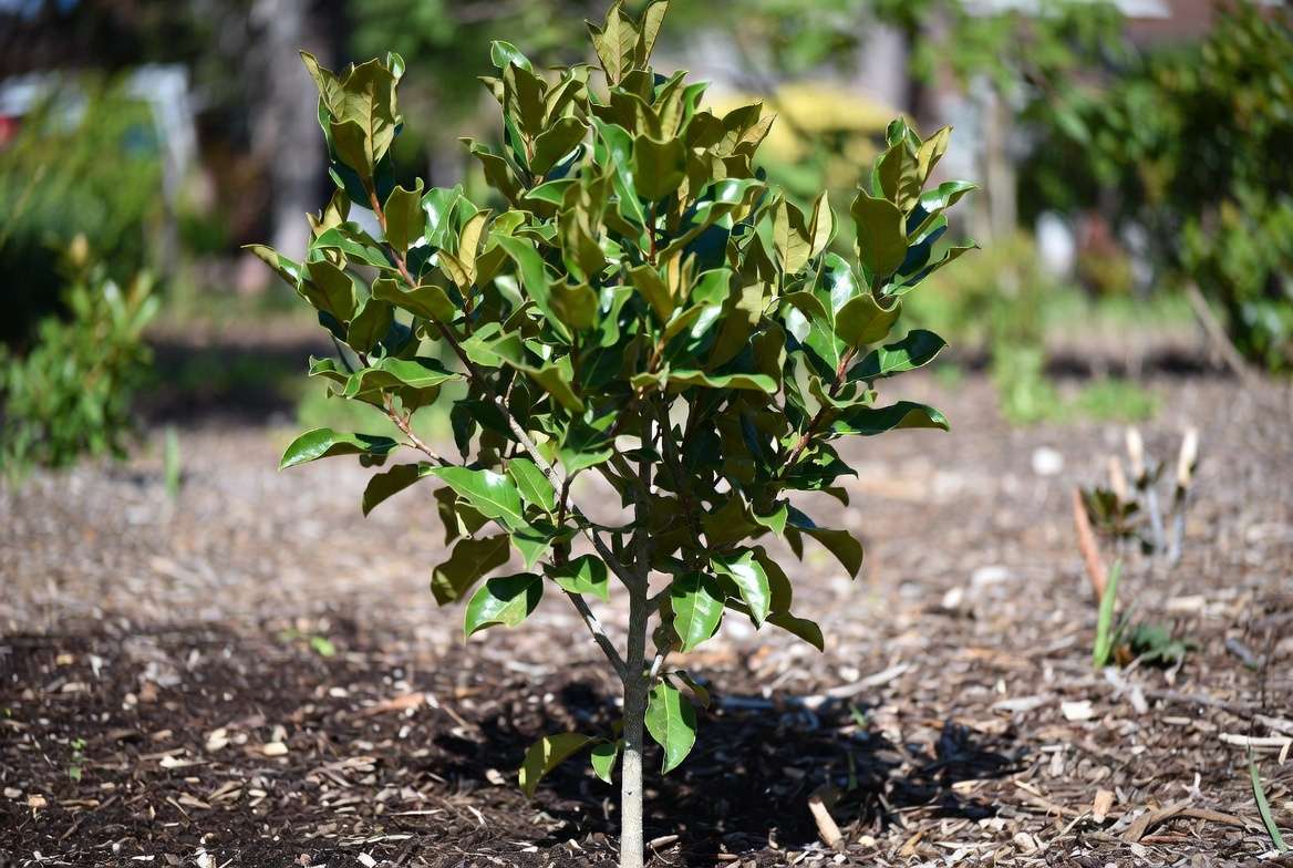 Successfully grown young magnolia tree from seed