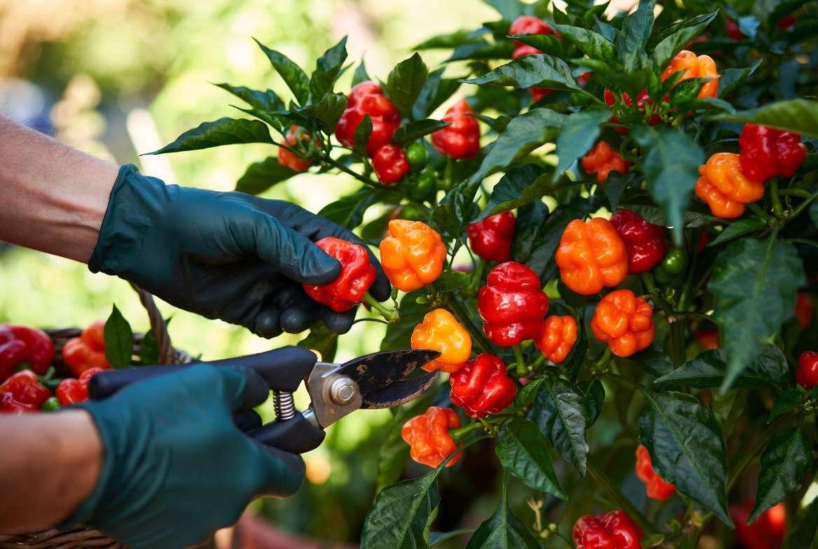 Harvesting ripe Scotch Bonnet peppers from the plant