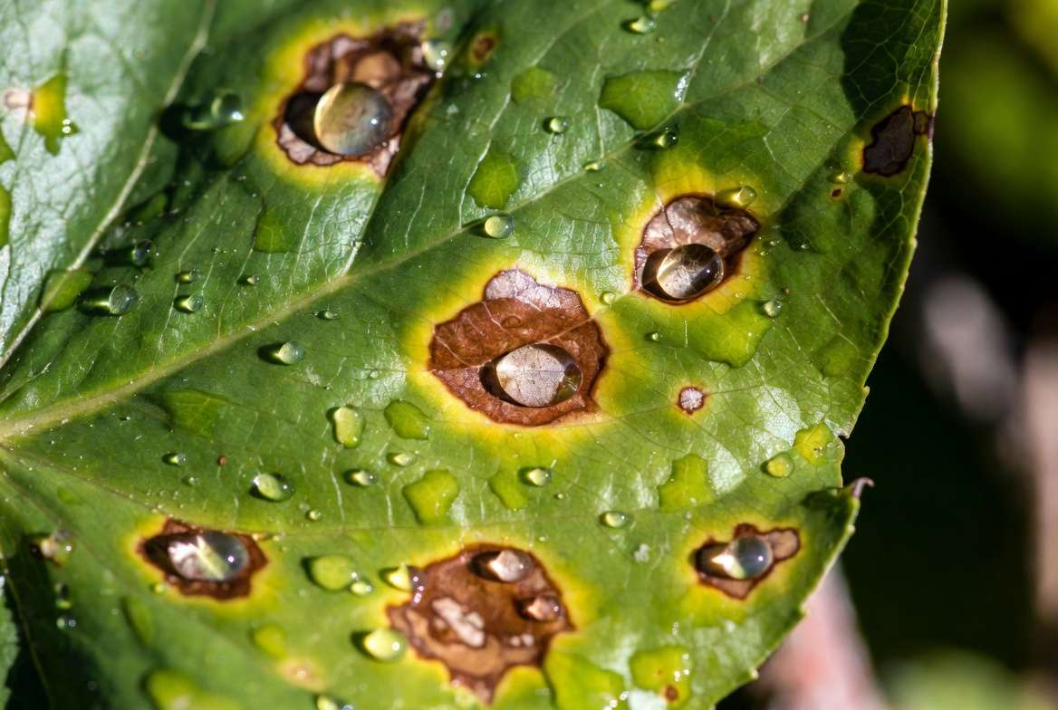 Fungal leaf spot disease on plant showing brown circular spots with yellow halos