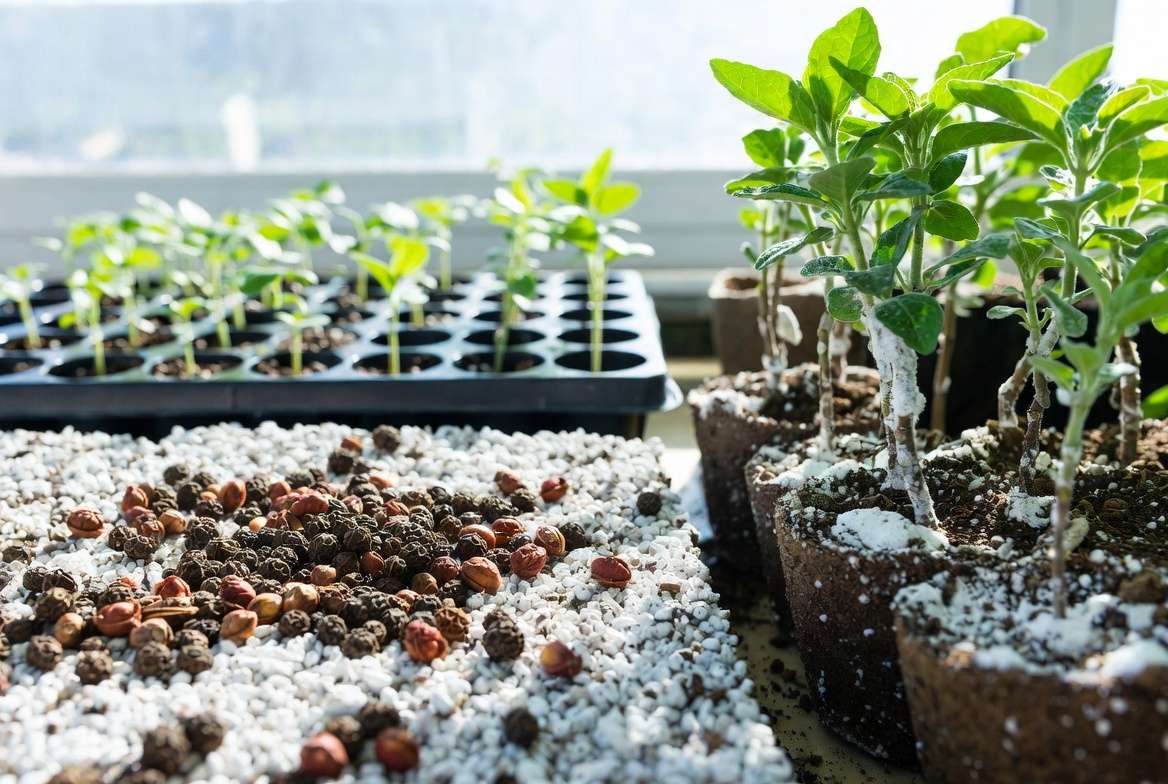Szechuan peppercorn plant propagation from seeds and cuttings