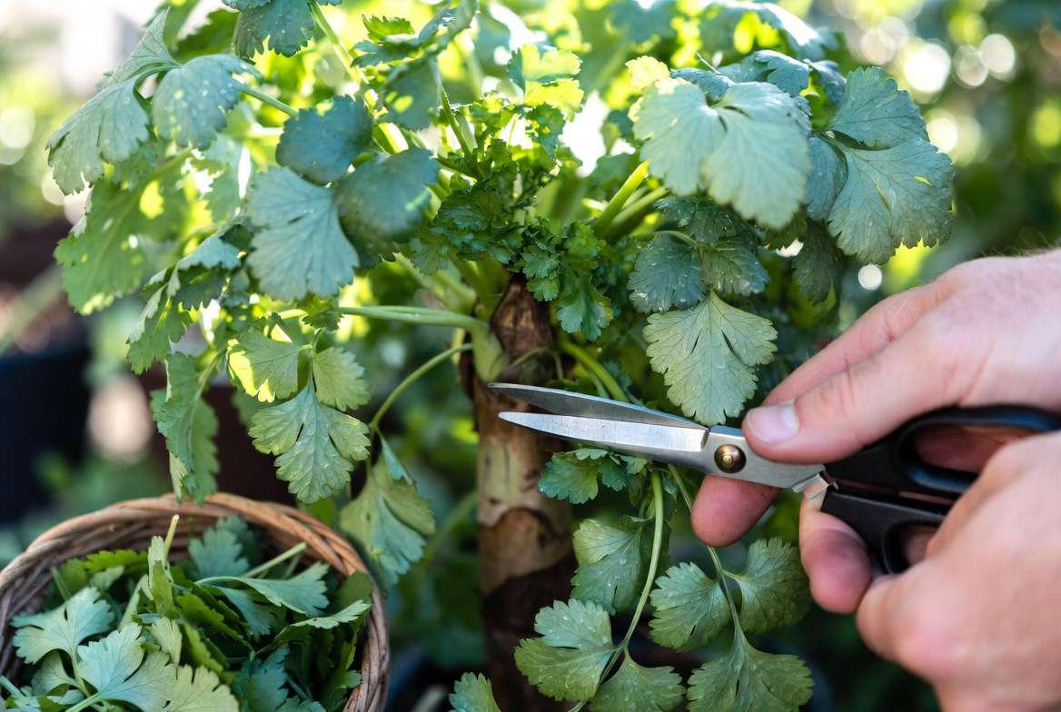 Harvesting fresh sawtooth coriander leaves for maximum yield