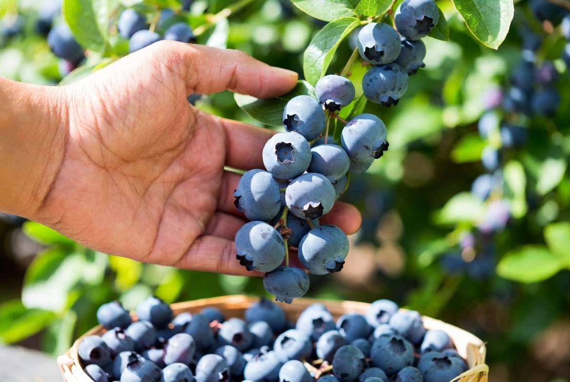 Harvesting and Enjoying Your Berries