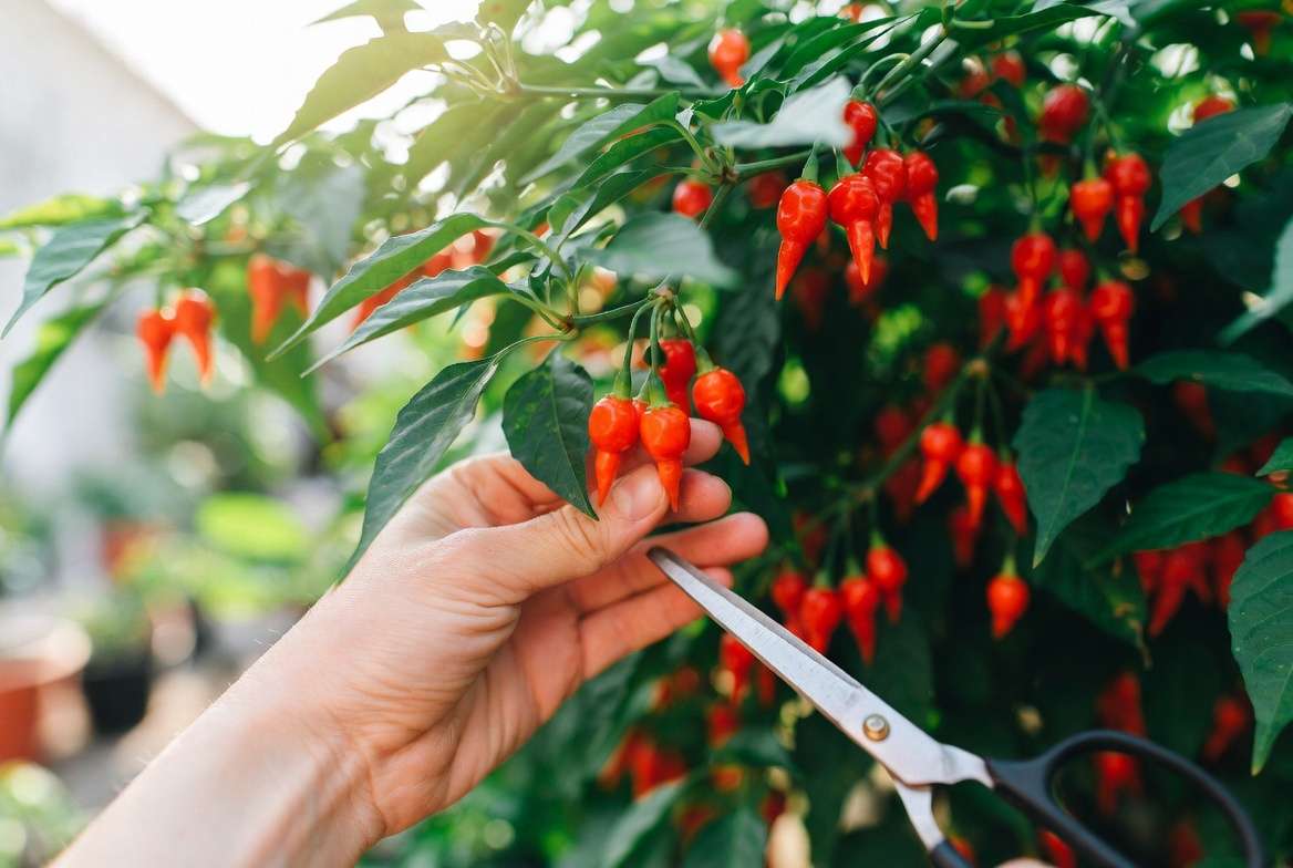 Harvesting and Maximizing Your Yield