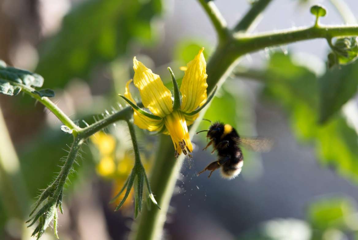 Tomato flower showing natural pollination process with bee
