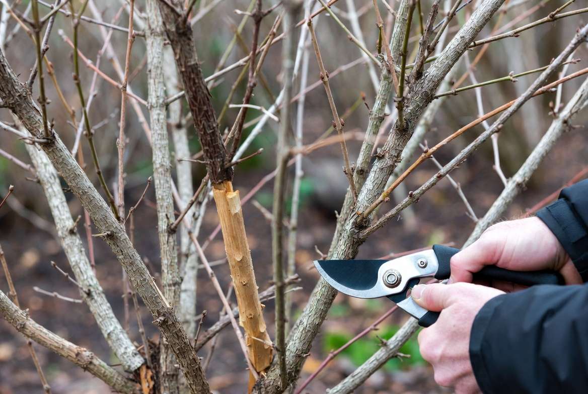 Pruning mature Tifblue blueberry bush for better growth and harvest
