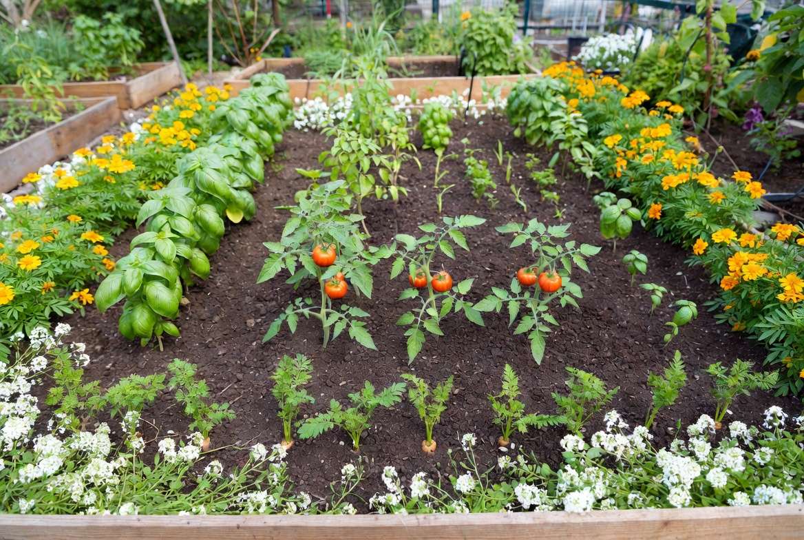 Tomato companion planting garden layout in raised beds