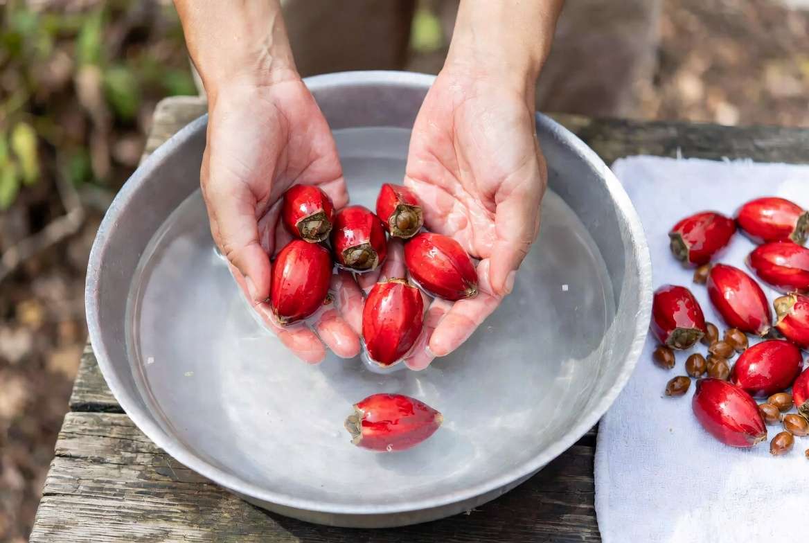 Harvesting and cleaning fresh magnolia seeds step by step