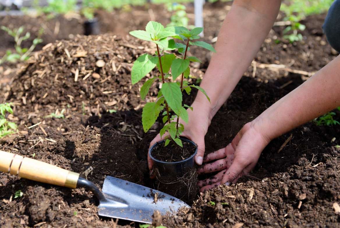 Planting Monarda Jacob Cline bee balm in garden soil