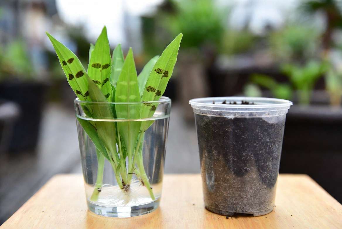 Propagating Vietnamese coriander plants from cuttings in water